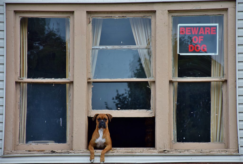 Hond hangend uit raam